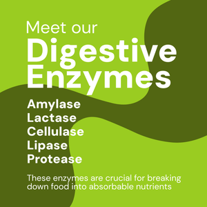 Text in front of illustration representing digestive tract - Meet our Digestive Enzymes Amylase, Lactase, Cellulase, Lipase, Protease - These enzymes are crucial for breaking down food into absorbable nutritents